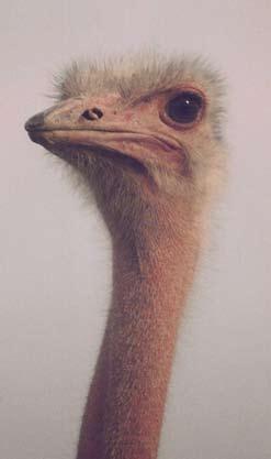 A This is a high-resolution image of an ostrich.