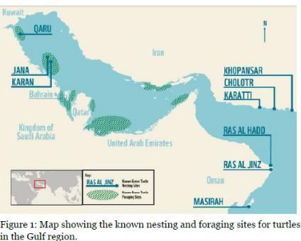 Now, EWS-WWF will - Undertake similar ground-breaking regional research project, focusing on Green Turtles - Tag and monitor over turtles in the Gulf seas, tracking their whereabouts for up to 12