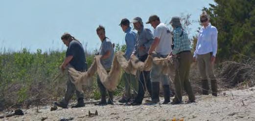 It is because of their hard work, talent, enthusiasm, and commitment to shorebird research that allows us to collect