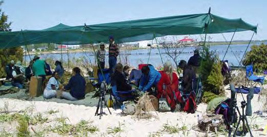 Anyone interested in volunteering for the 2017 Shorebird Field Season should visit us at Delaware Shorebird Project