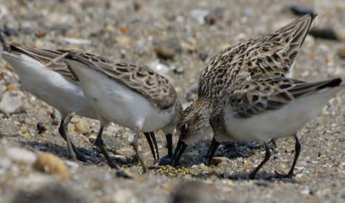 Migration in the Delaware Bay Every spring, the Delaware Bay is host to an extraordinary phenomenon hundreds of thousands of migrating shorebirds and horseshoe crabs amass on the Bay s shores.