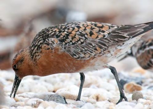 The Delaware Bay is a critical stop over point for migrating shorebirds to rest and refuel, some of whom have already traveled 7,000 miles.