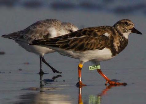 The flags, which are placed around a shorebird s leg, are small enough not to interfere with flying but large enough to be read through spotting scopes and some cameras.