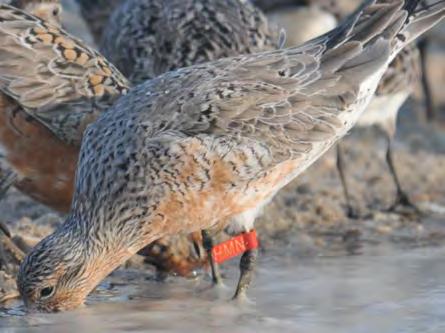 For example, the Red Knot featured at the top of the page wears red flag HMN signifying that it was flagged in Chile.