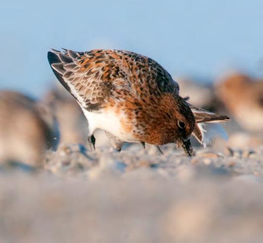 One particular Ruddy Turnstone that was caught this year has become famous for his swift escape after receiving his flag but before any other data could be collected.