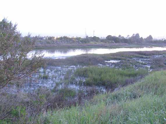 Oyster Bay Regional Shoreline (20a) Estimated 0 clapper rails The marshes at Oyster Bay Regional Shoreline bound an old landfill to the south of the Oakland International Airport in San Leandro.