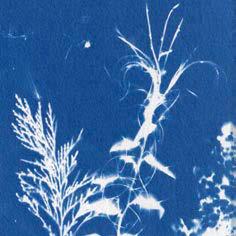 Prussian blue monochrome prints.