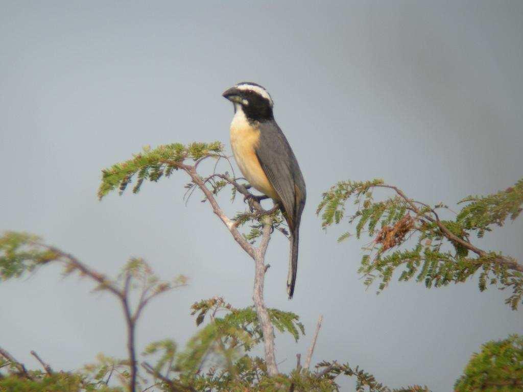 On the way to Guajira, we added Blackbacked Antshrike (NE) and Lance-tailed Manakin (NE) as most special birds.