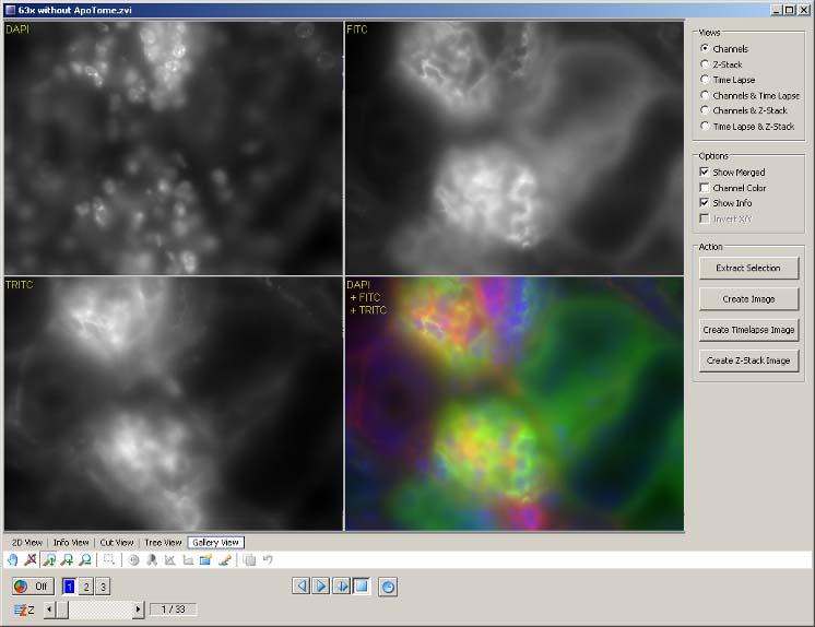 By selecting Channel Color, the individual channels can be pseudocolored i.e. the DAPI image will be displayed as blue.