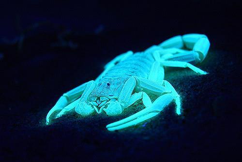 Scorpions glow under UV light https://www.