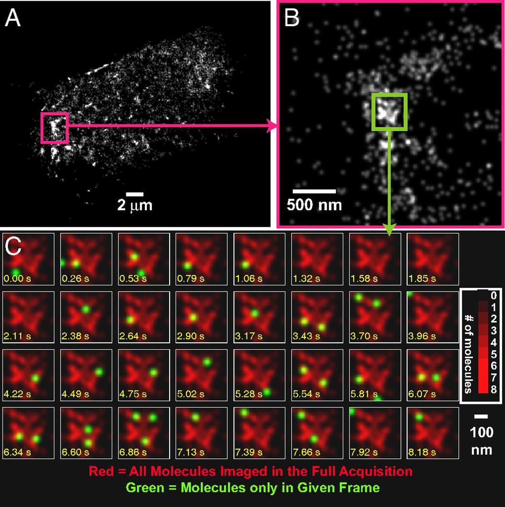 Time dependence of positions of localized HA molecules within an HA cluster in a live fibroblast