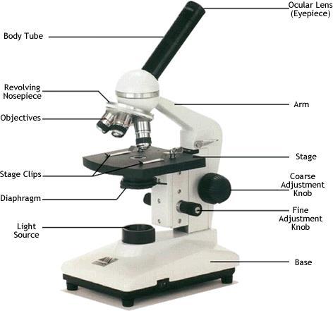 Name BioPreAP/GT Purpose: Lab One: Techniques for Better Microscope Use Part A: Microscope Parts and Functions *Refer to Fig. 1 to refresh your memory on the parts of the microscope.