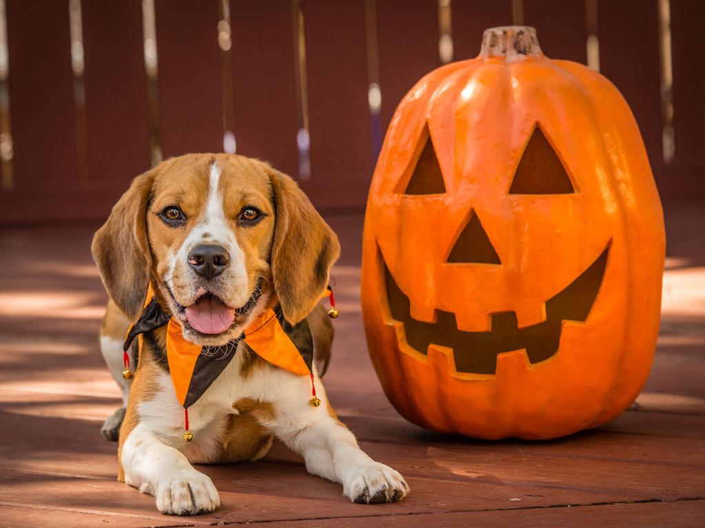 Photzy DRESSED TO IMPRESS 5 TIPS FOR PHOTOGRAPHING PETS IN COSTUMES Short Guide