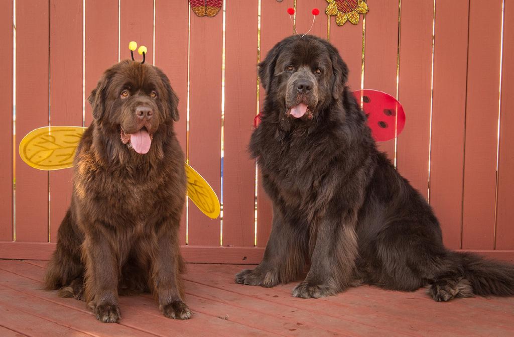 TIP #2 Get Great Photos with Off-Camera Flash, or Just a Reflector The following two lighting scenarios can be applied to many different situations: I took this photo of two Newfoundland dogs with a