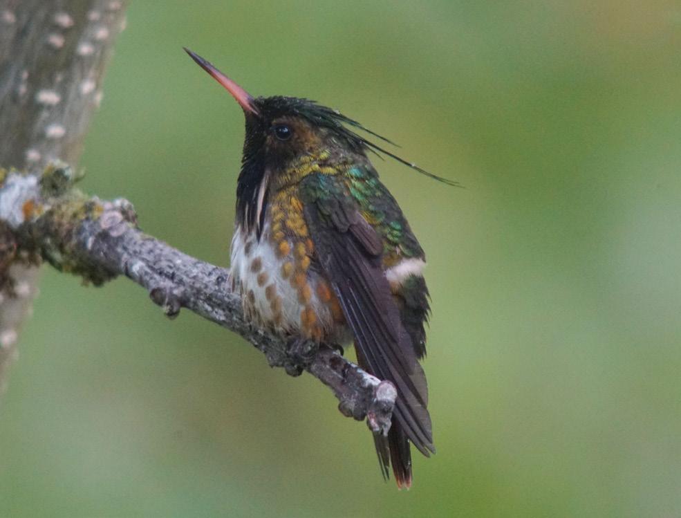 In the evening, we enjoy our last supper together, sharing stories, thoughts and experiences with friends both old Blue-throated Goldentail Black-crested Coquette 10 Transfer to