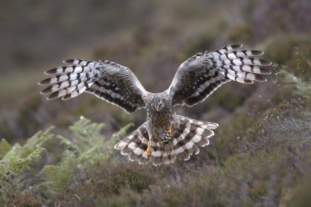 Have you spotted a bird of prey near where you live recently? And if you have, were you able to tell which bird it was?