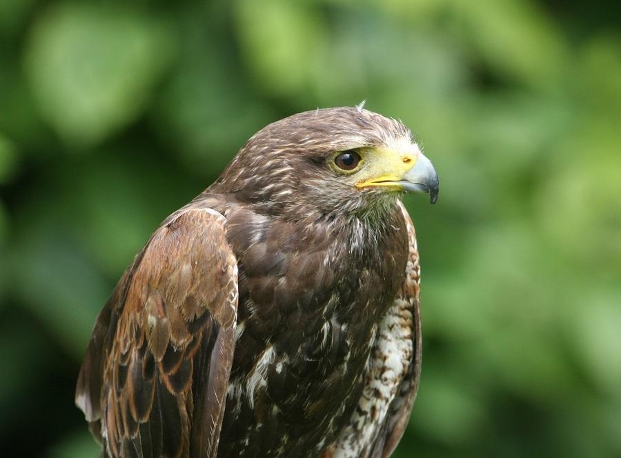 spot here in the UK. Hawk Image credit: Pembrokeshire Falconry Hawks and Buzzards UK hawks vary in size and include the most common the goshawk, as well as sparrowhawks.