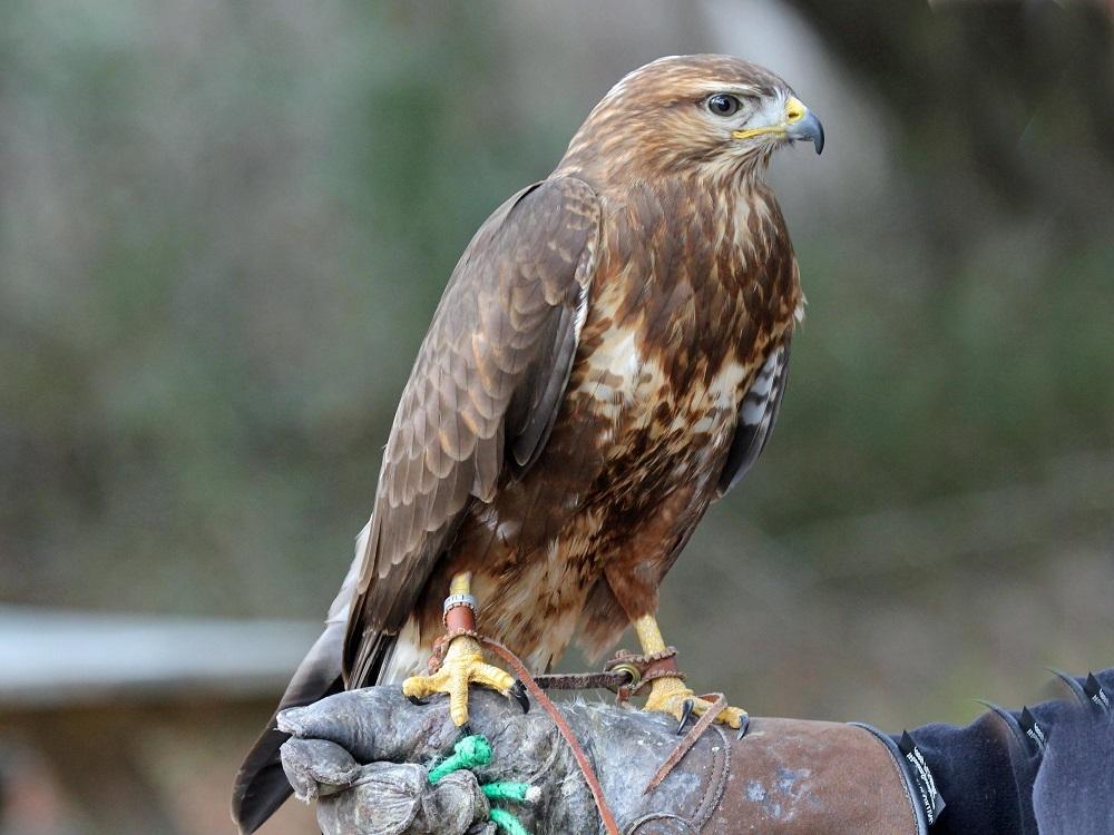 Buzzard Image credit: Cat Dragged In Buzzards The most common UK bird of prey is the buzzard with broad, rounded wings, and a short neck and tail.