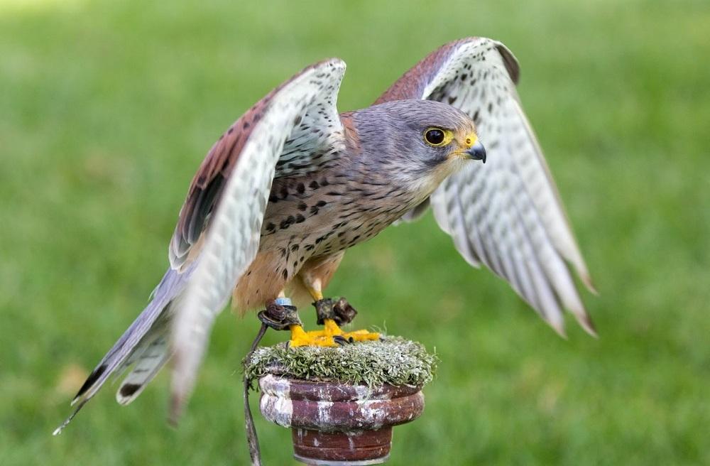 Merlin Falcon Image credit: Blogspot Falcons A reasonably common sight in the UK is the kestrel, part of the Falcon family with its red brown, flecked back, pale underside, dark tipped wings and