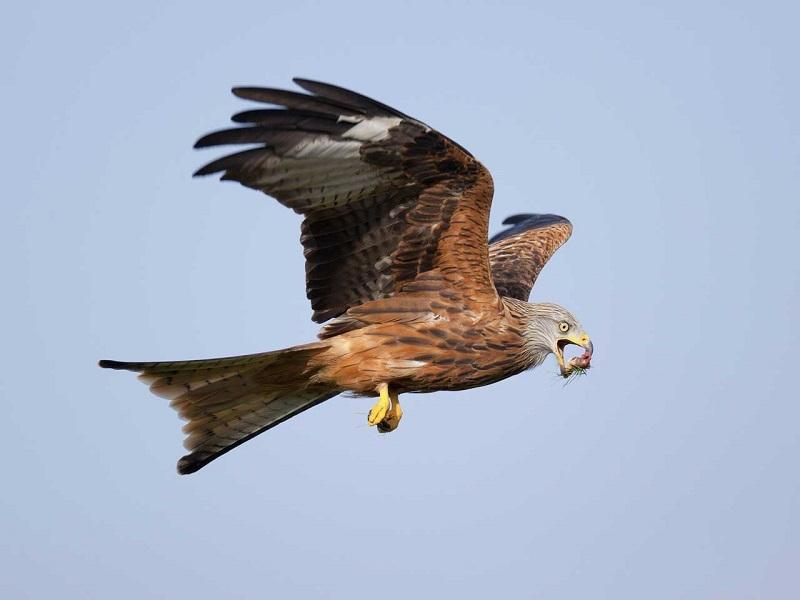 Red Kite Image credit: Saga Kites You ll probably be able to identify a red kite fairly easy as it s an elegant, graceful bird with reddishbrown body and