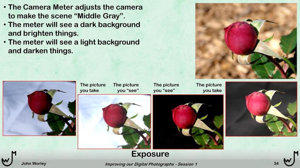 As we just noted, the camera will try to make the scene to be Zone 5 (middle gray). The upper-right rose, in front of a neutral background results in a good exposure on automatic.