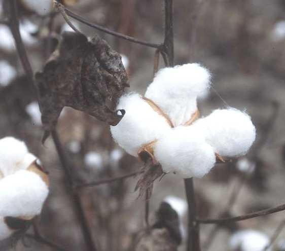 Making clothes: Step one- raw materials Wool from sheep Cotton