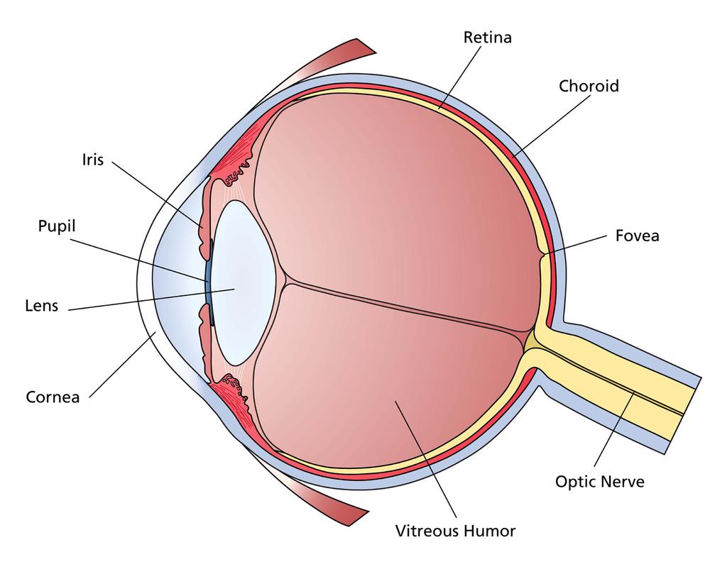 Handout 7: The Eye Parts of the Eye Choroid: Layer of blood vessels that nourishes the eye; also acts as a light-absorbing layer.