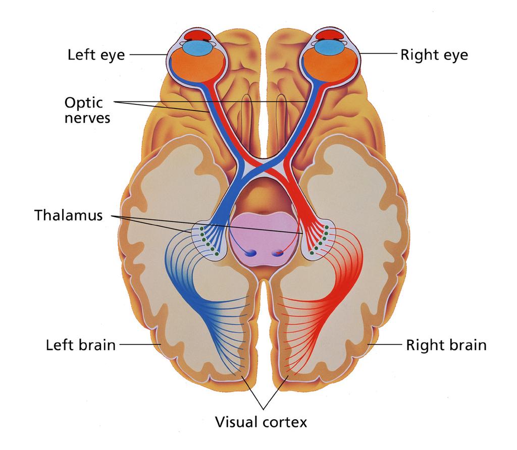Handout : Brain Connections How Does the Brain Allow You to See? The eye and brain function together in the nervous system to interpret visual stimuli.