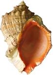 PREDATORS IN ACTION: RAPA WHELKS VS. HARD CLAMS INTRODUCTION Rapa whelks (Rapana venosa) are large predatory marine snails (Figure 1). These large snails were discovered in the Chesapeake Bay in 1998.