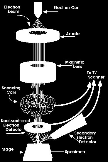 edu/microscopy] 13 Scanning Electron Microscope The electron gun creates the