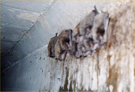 Photo 2:Visible bats within an expansion joint* Photo