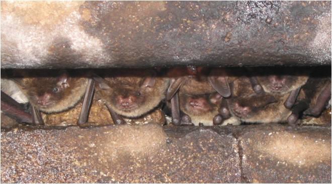 3: Example of open concrete joint used by bats** Photo