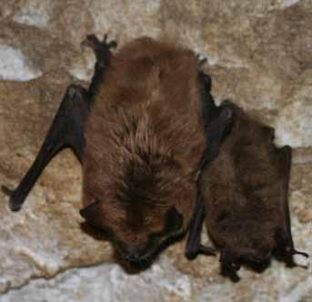 How to Tell the Difference Between Little Brown and Big Brown Bats House Bats The little brown bat