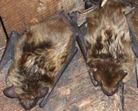 big brown bats are more than twice the size of little brown bats.