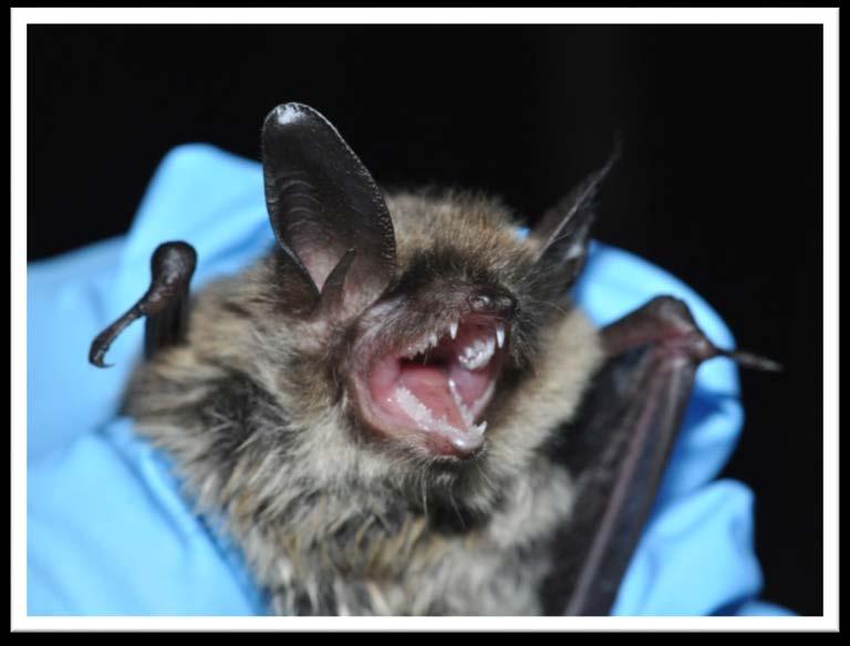 NORTHERN LONG-EARED BAT Time of Year Restriction (June to July) Federally Threatened 4(d) Rule Summer
