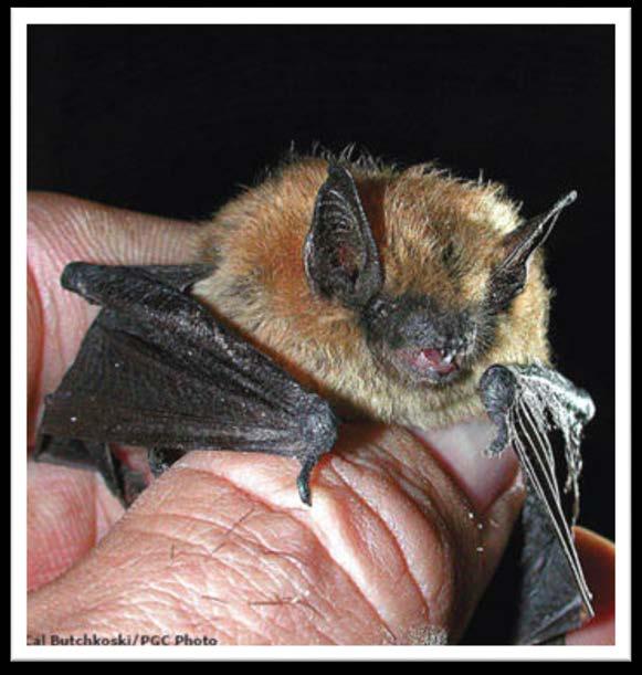 EASTERN SMALL FOOTED MYOTIS Time of Year