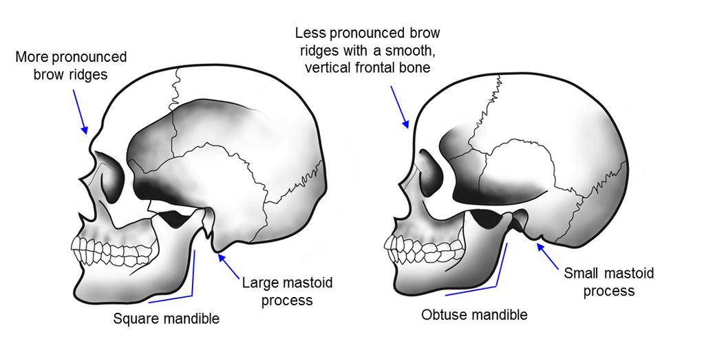 Figure 3: Male skull (left) and female skull