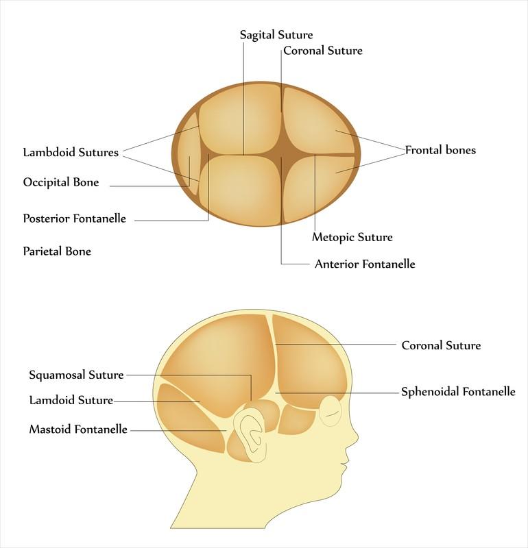 Figure 4: The spaces between three or more cranial
