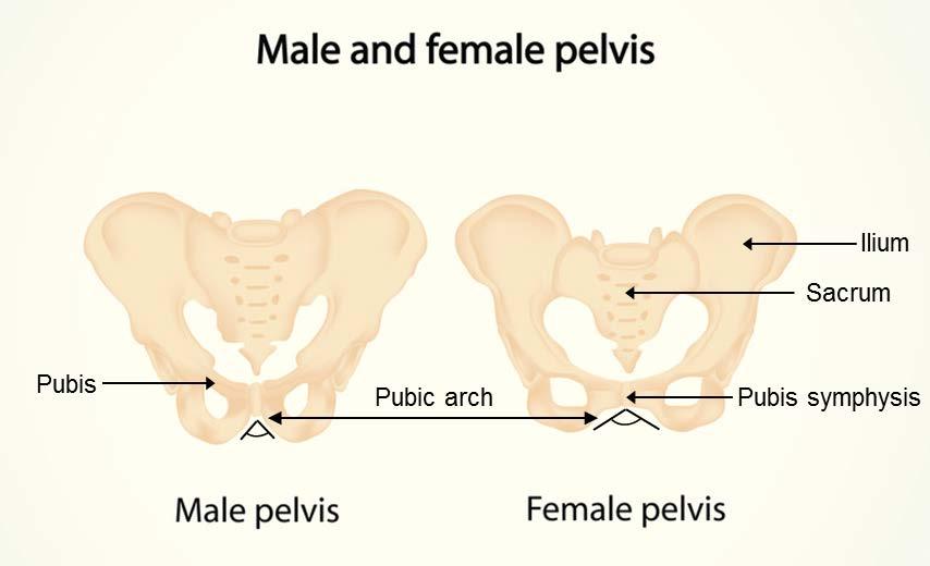 Figure 6: Male pelvis (left) and female pelvis (right). The pubic arch of the male pelvis is typically 90 degrees or less, whereas the female pubic arch is typically wider than 90 degrees.