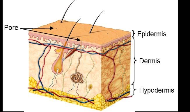 Skin and Fingerprints Skin consists of three layers of tissue: the epidermis, dermis, and hypodermis (Figure 2). The epidermis is the outermost layer of skin.