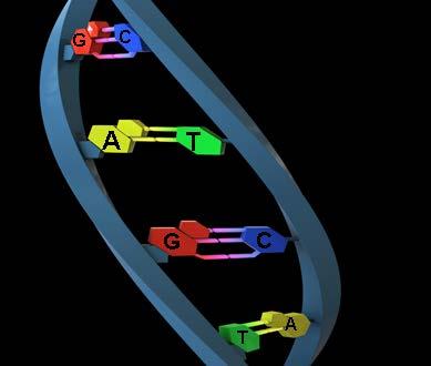 DNA Most of a cell s hereditary information is encoded by the genome and stored in the cell nucleus. A portion is also located in the mitochondria.