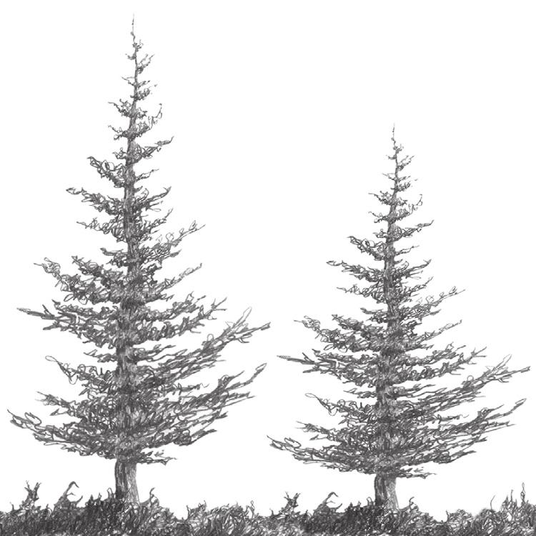 vinyl and kneaded erasers Spruce trees come in many shapes and sizes (Figure 1).