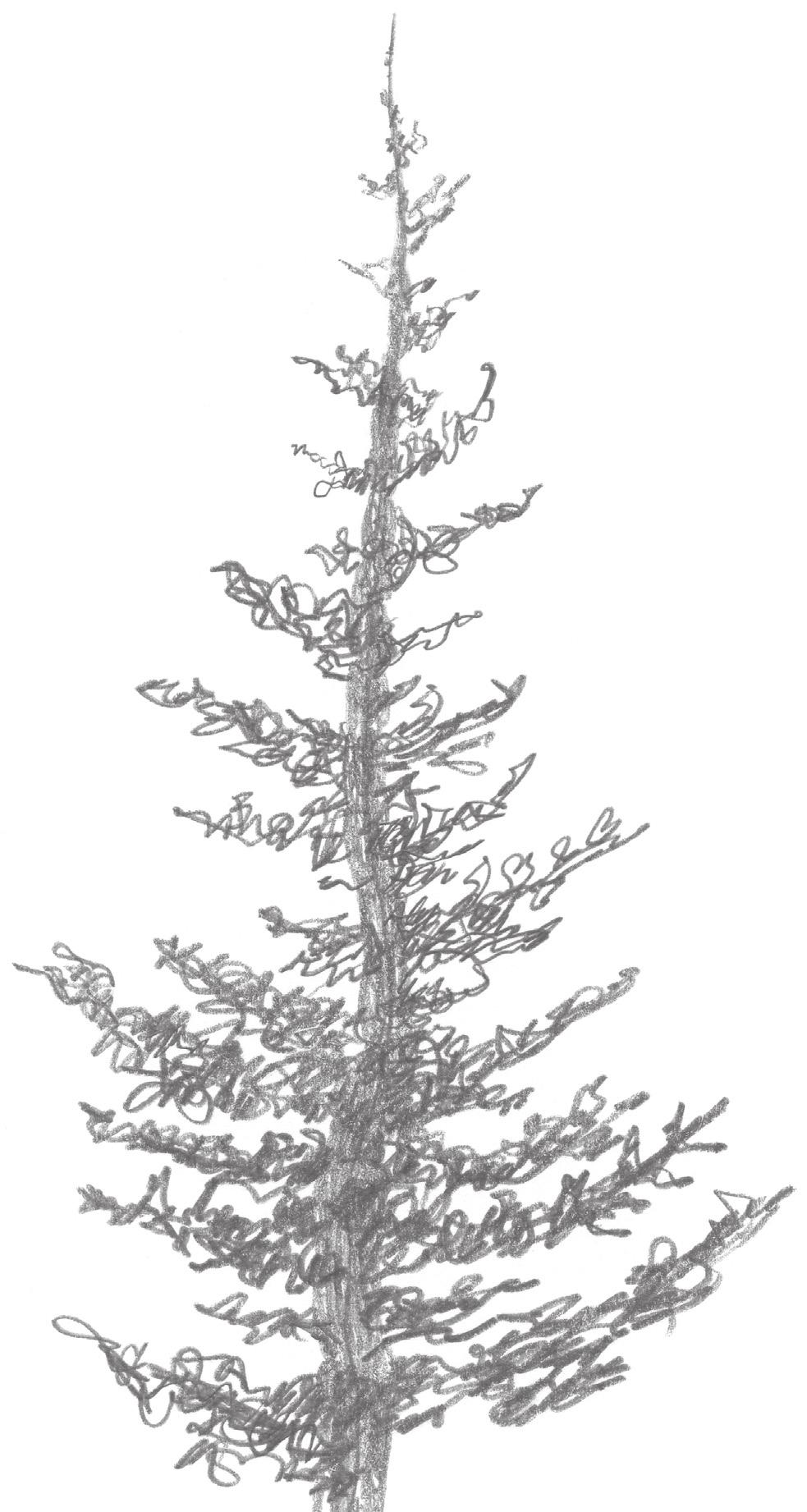 4 Figure 8 Tip! For a more realistic looking spruce tree, draw the lower branches wider and longer than the higher branches. Tip! Keep a pencil sharpener and sandpaper block handy so you can keep your pencil points sharp.