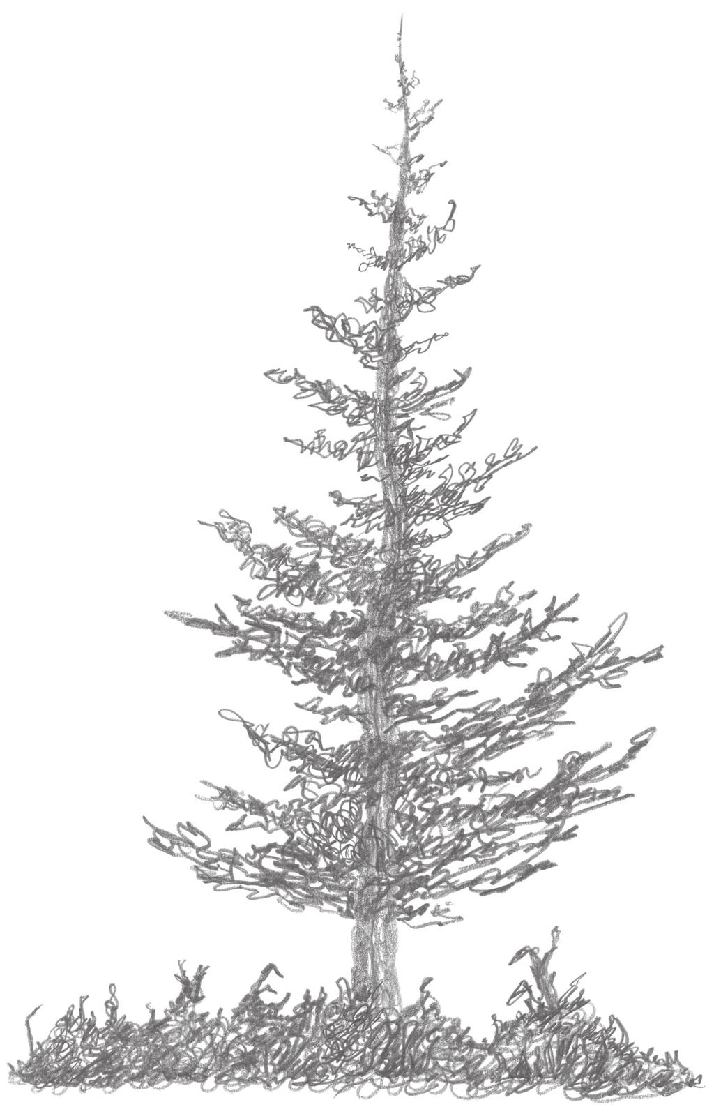 6 Figure 13 Challenge! Examine your drawing and imagine your tree growing in a fi eld.