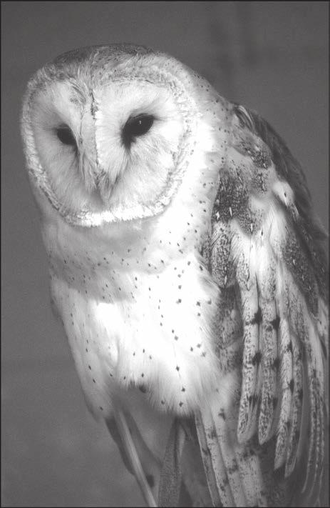FCAT 2.0 Reading Sample Questions Barn Owl Where it occurs, the barn owl may be considered the farmer s best friend, dining from a menu consisting almost exclusively of voles, shrews, mice, and rats.