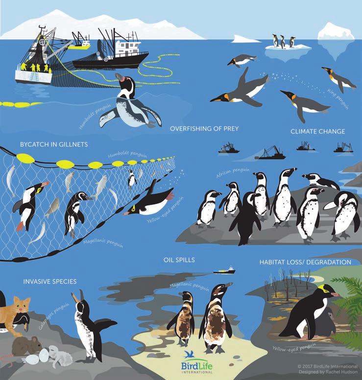 com) Flightless penguins may seem a world apart from albatrosses, the most proficient fliers in the seabird world.