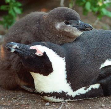 Protecting penguins New homes for penguins BirdLife South Africa has embarked on an ambitious collaborative effort to establish new breeding colonies for the beleaguered African penguin.
