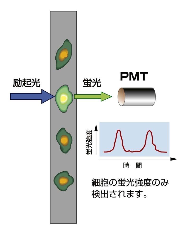 Flow Cytometry PMT system TDI system Excitation
