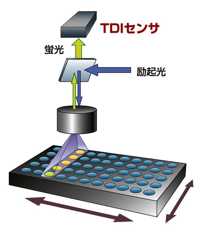 TDI system Fluorescence TDI camera