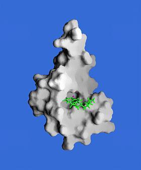 Protein Structure Function Protein Activation